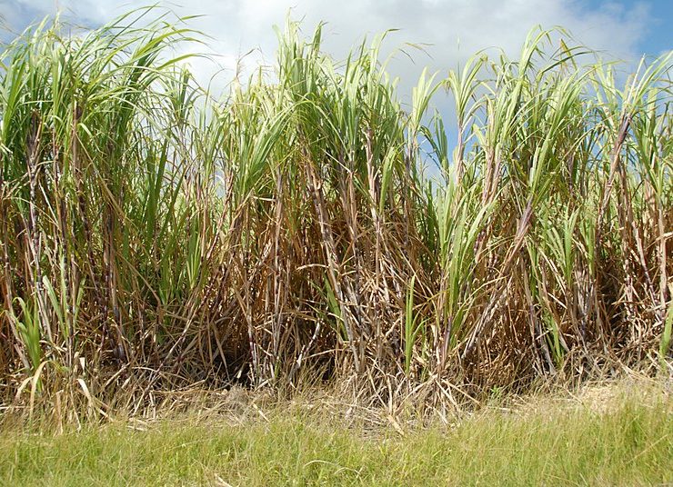 Mission filière cannes: qui sont les experts envoyés?